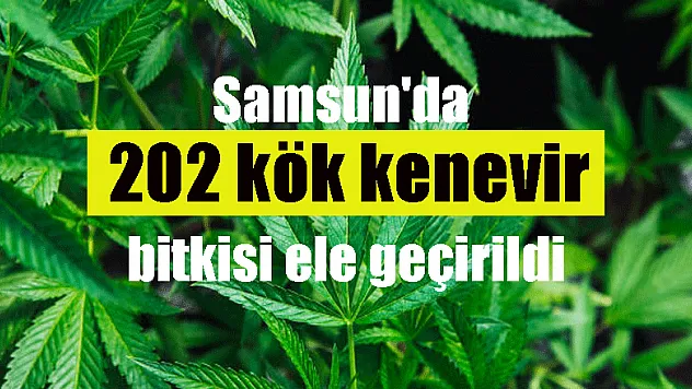 Samsun'da 202 kök kenevir bitkisi ele geçirildi