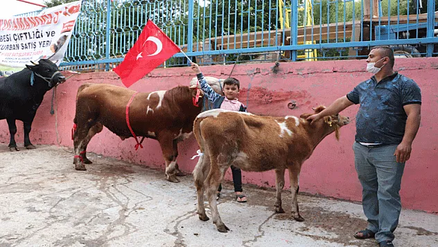 Ay-yıldız desenli boğa ve düveye gözü gibi bakıyor