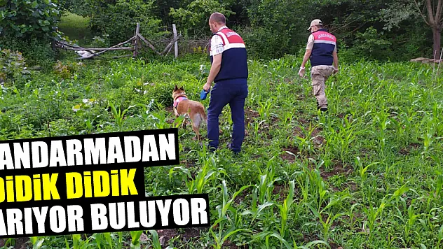 Jandarmadan didik didik arıyor buluyor