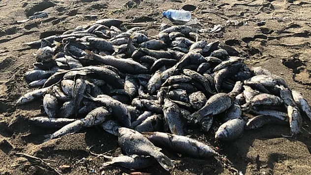 Toplu balık ölümlerine çamur akan Asi Nehri neden olmuş