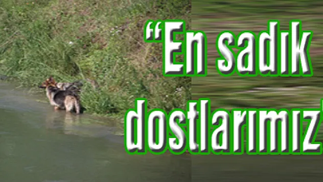 'En sadık dostlarımız'