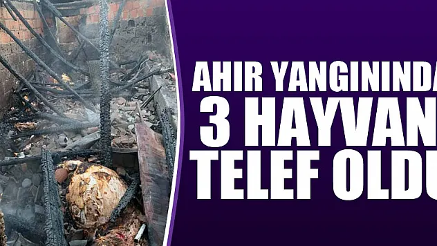 Ahır yangınında 3 hayvan telef oldu