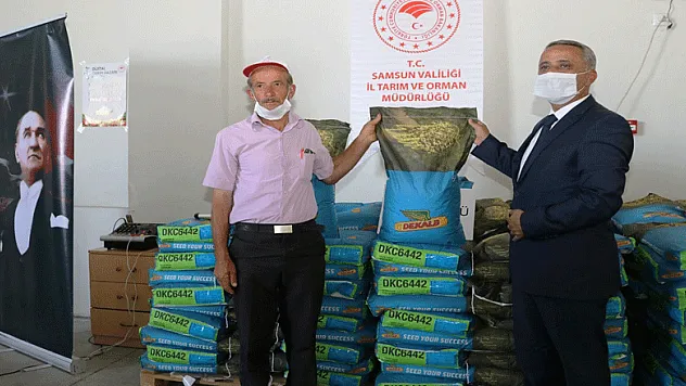 Vezirköprü ve Havza'da 6 ton silajlık mısır tohumluğu dağıtıldı
