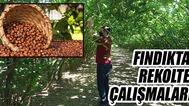Fındıkta rekolte çalışmaları