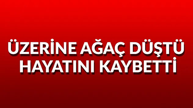 Üzerine ağaç düştü