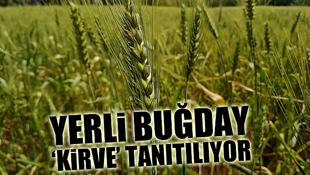 Yerli buğday 'kirve' tarla günü ile tanıtılacak