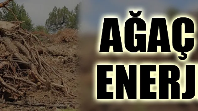 AĞAÇ KÖKLERİ ENERJİ OLUYOR