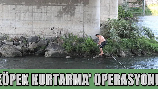 'KÖPEK KURTARMA' OPERASYONU!