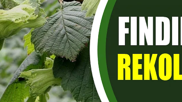 Fındıkta tahmini rekolte belirlendi