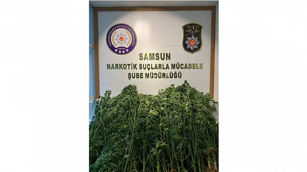 Samsun'da 124 kök kenevirle yakalanan bir kişi gözaltına alındı