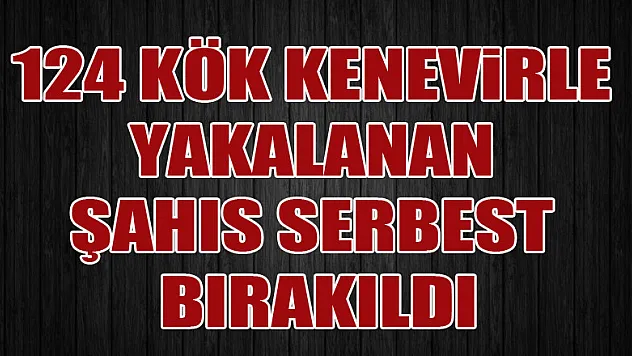 Samsun'da 124 kök kenevirle yakalanan şahıs serbest bırakıldı