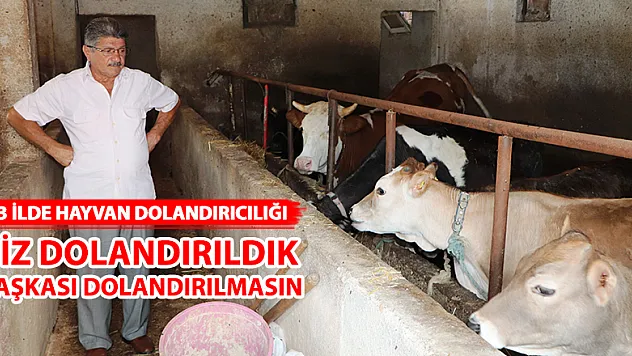 3 ilde hayvan dolandırıcılığı  