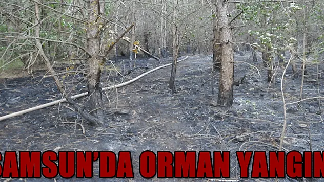 Samsun'da orman yangını