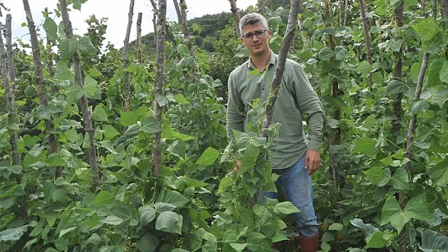 Nebiyan fasulyesi gün sayıyor   