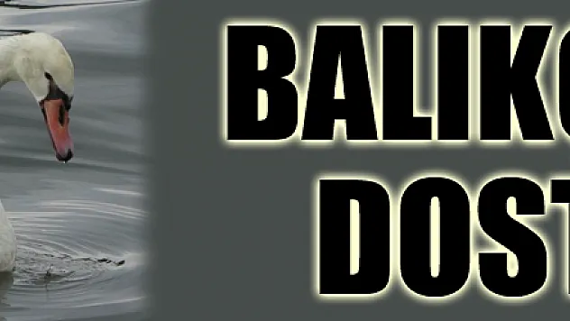 Kuğu ile balıkçıların dostluğu