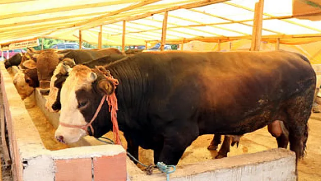 Samsunlu besiciler bu kurbanda umduğunu buldu