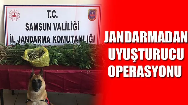 Jandarmadan uyuşturucu operasyonu