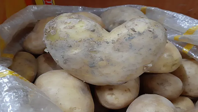 Patates aşka geldi