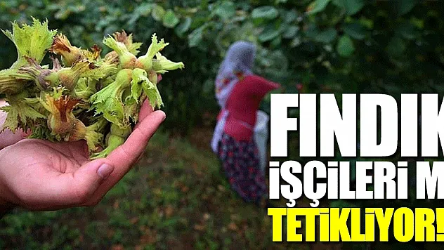 FINDIK İŞÇİLERİ Mİ TETİKLİYOR!?