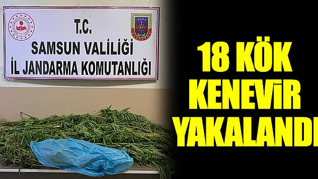 18 kök kenevir yakalandı