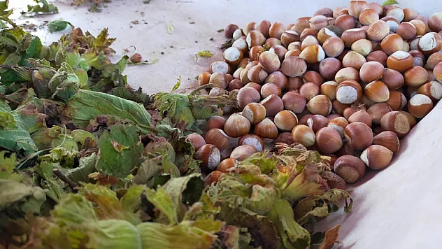 Taze fındık 25 lira