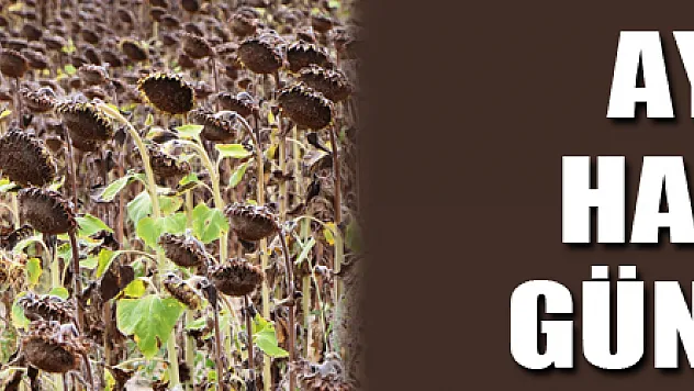 Ayçiçeği hasat için gün sayıyor