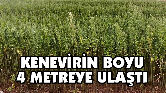 Kenevirin boyu 4 metreye ulaştı