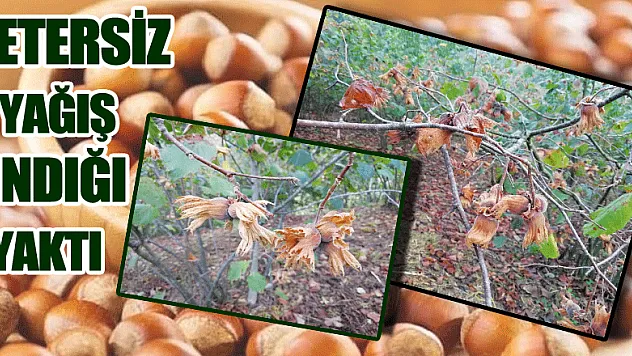 Yetersiz Yağış Fındığı Yaktı