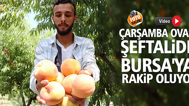 Çarşamba Ovası şeftalide Bursa'ya rakip oluyor