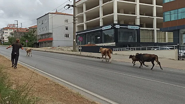 Karayolunda büyükbaş hayvanlar trafiği aksattı