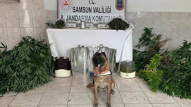 Jandarma uyuşturucu tacirlerine göz açtırmıyor