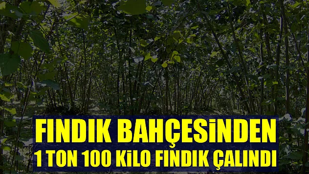 Fındık bahçesinden 1 ton 100 kilo fındık çalındı