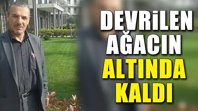 Devrilen ağacın altında kaldı