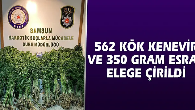 Bafra'da 562 kök kenevir ve 350 gram esrar ele geçirildi