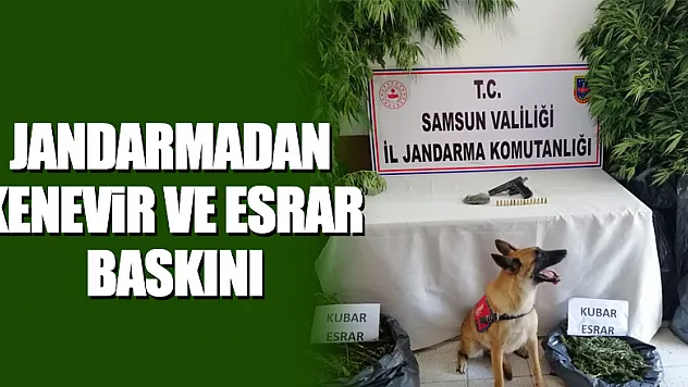 Jandarmadan kenevir ve esrar baskını     