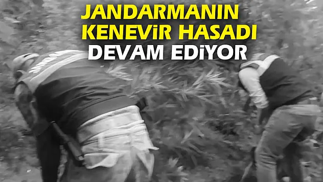 Jandarmanın Kenevir Hasadı Devam Ediyor
