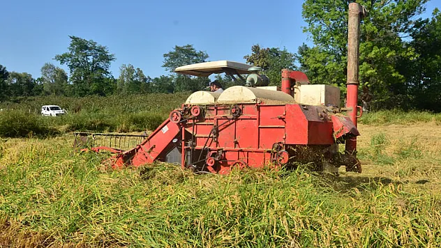 Pirinç diyarı Terme'de çeltik hasadı başladı