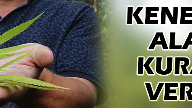 Kenevirin ekim alanı arttı, kuraklıktan verim düştü