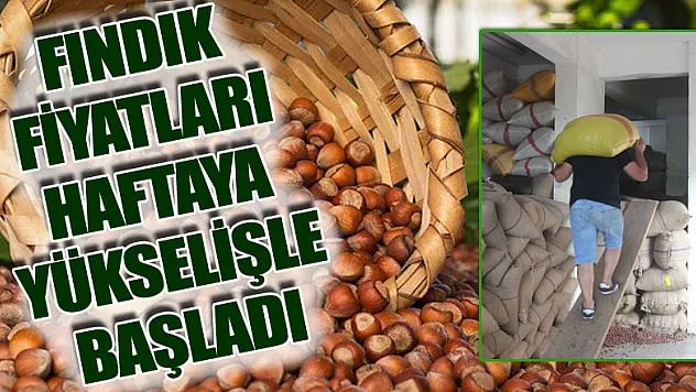 Fındık fiyatları haftaya yükselişle başladı