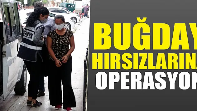 Samsun'da buğday hırsızlarına operasyon: 3 gözaltı