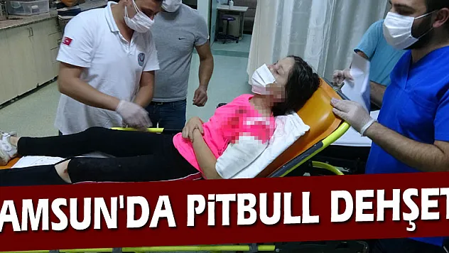 Samsun'da pitbull dehşeti