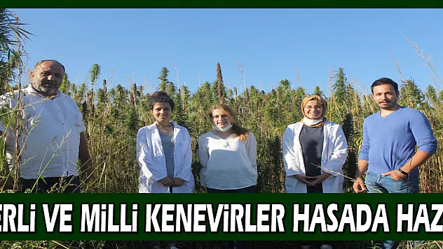 Yerli ve milli kenevirler hasada hazır: Bu kenevirlerden 'esrar' yapılamayacak