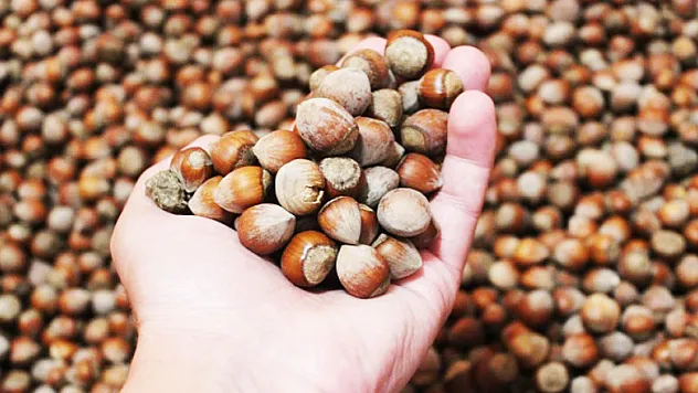 Türkiye son 11 yılda fındıktan 21 milyar dolar gelir elde etti