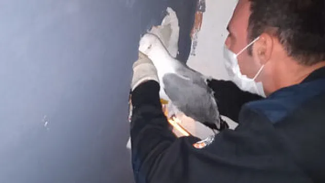 Martı'yı kurtarmak için duvarı deldiler