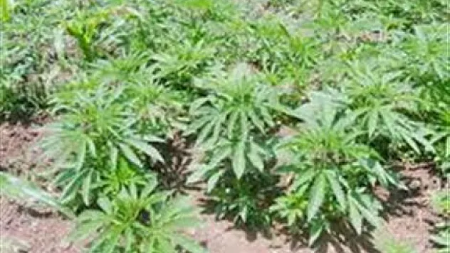 2.108 kök kenevir ele geçti