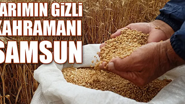 Tarımın gizli kahramanı Samsun