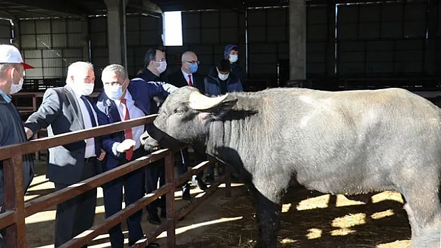 Samsun'da çiftçilere damızlık boğa dağıtımı yapıldı