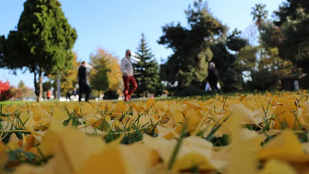 Samsun'da yaprak dökümü