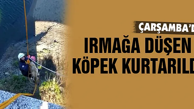 Bitkin haldeki kuğu ve ırmağa düşen köpek kurtarıldı
