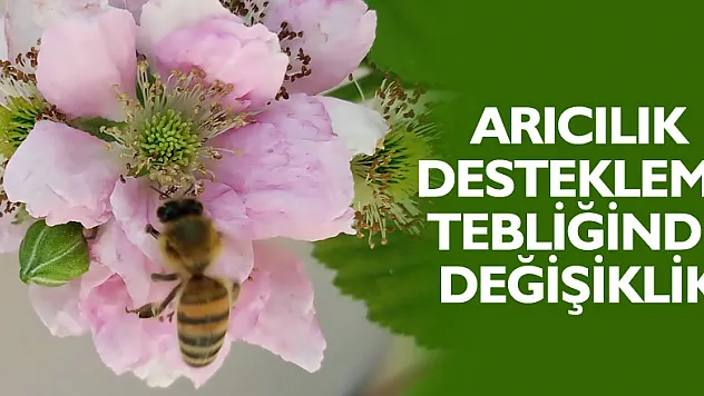 Arıcılık destekleme tebliğinde değişiklik